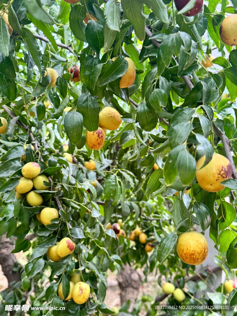 大枣