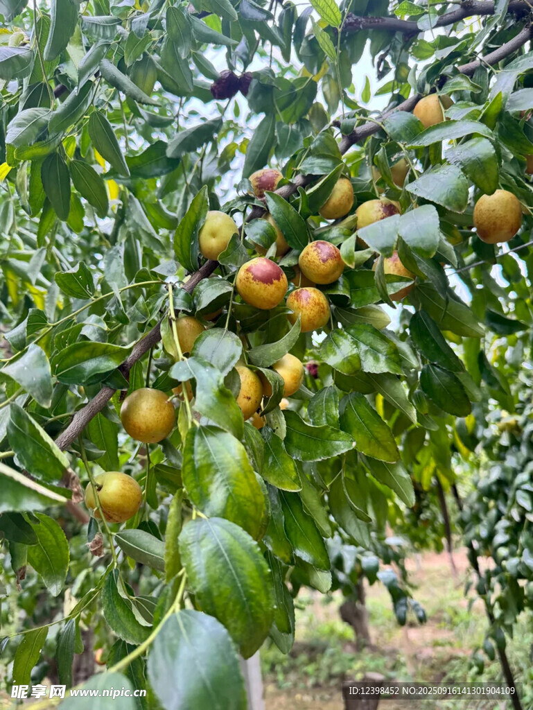 鲜枣