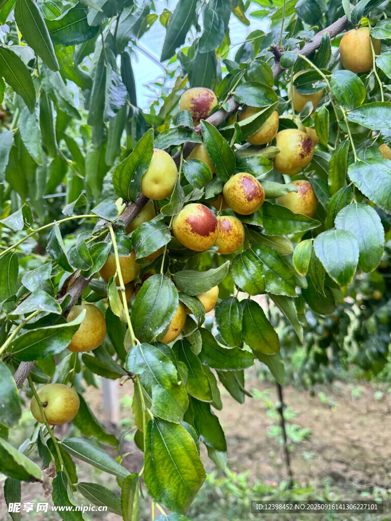 树上的冬枣