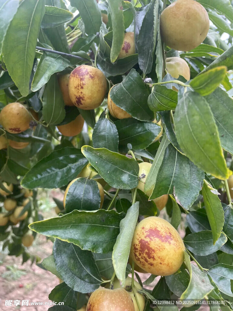 大枣