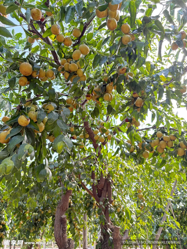 鲜枣