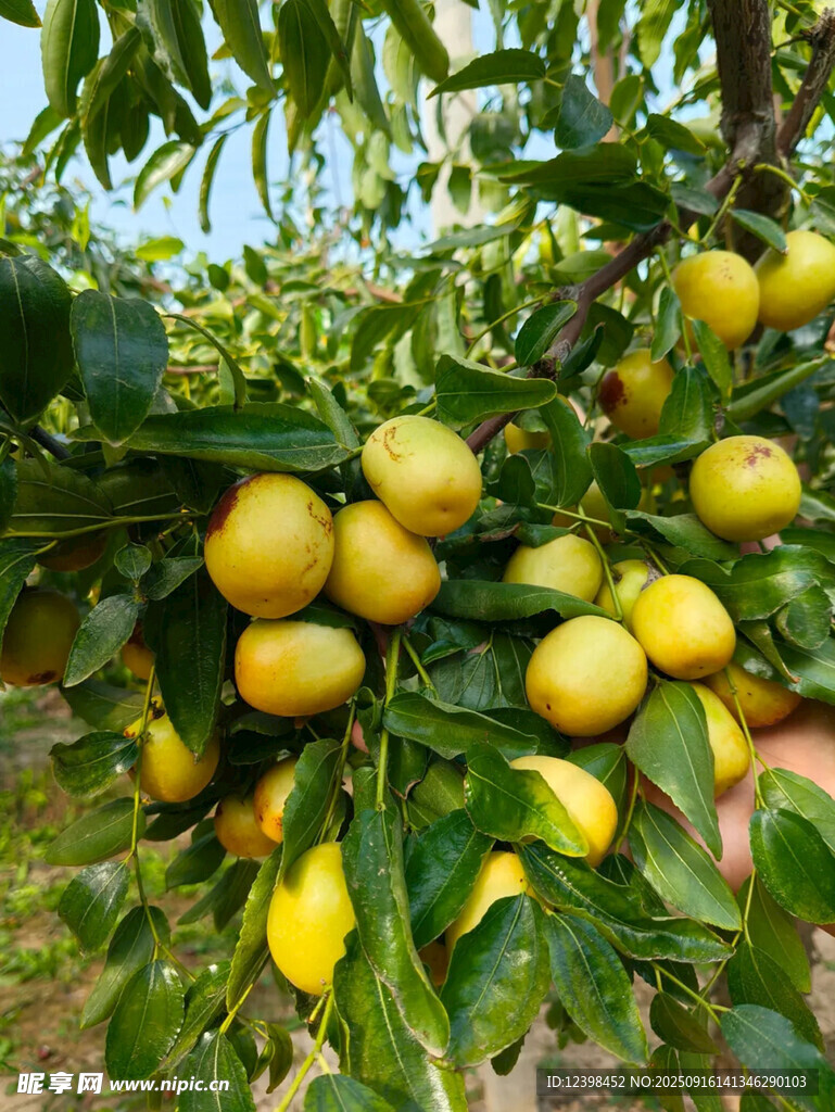 大枣
