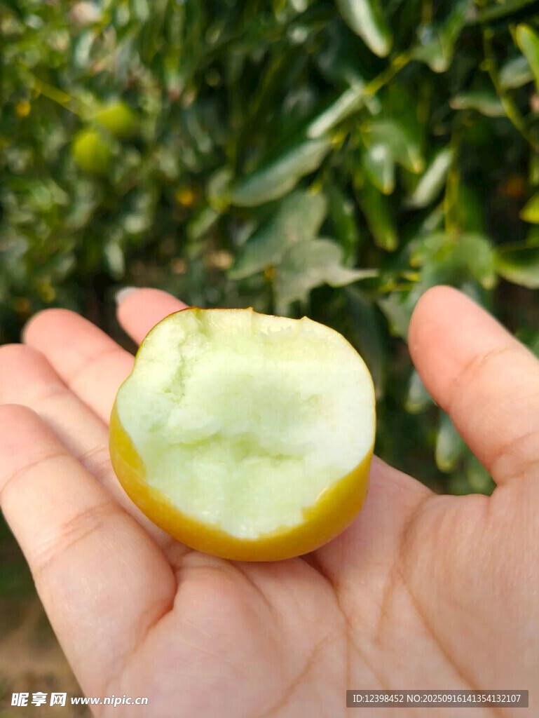 鲜枣