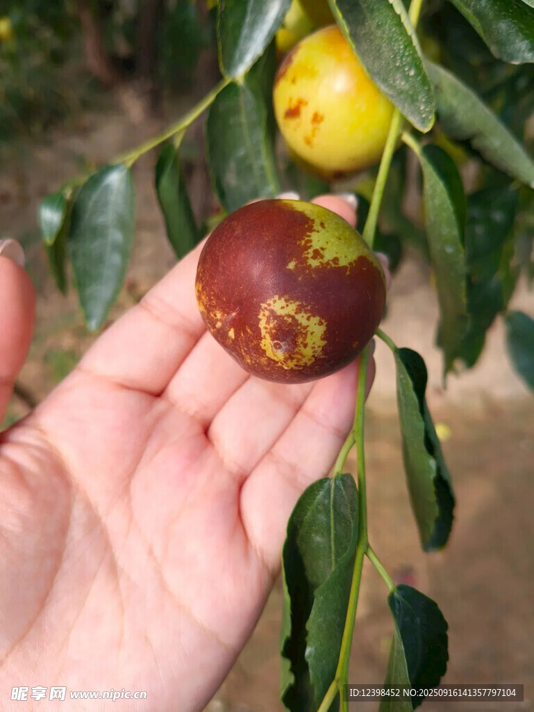 手托色泽斑驳的鲜枣