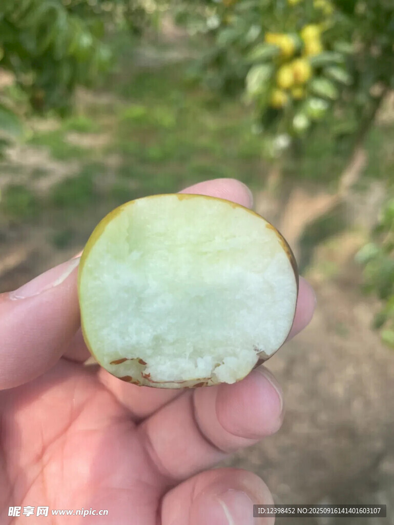 鲜枣