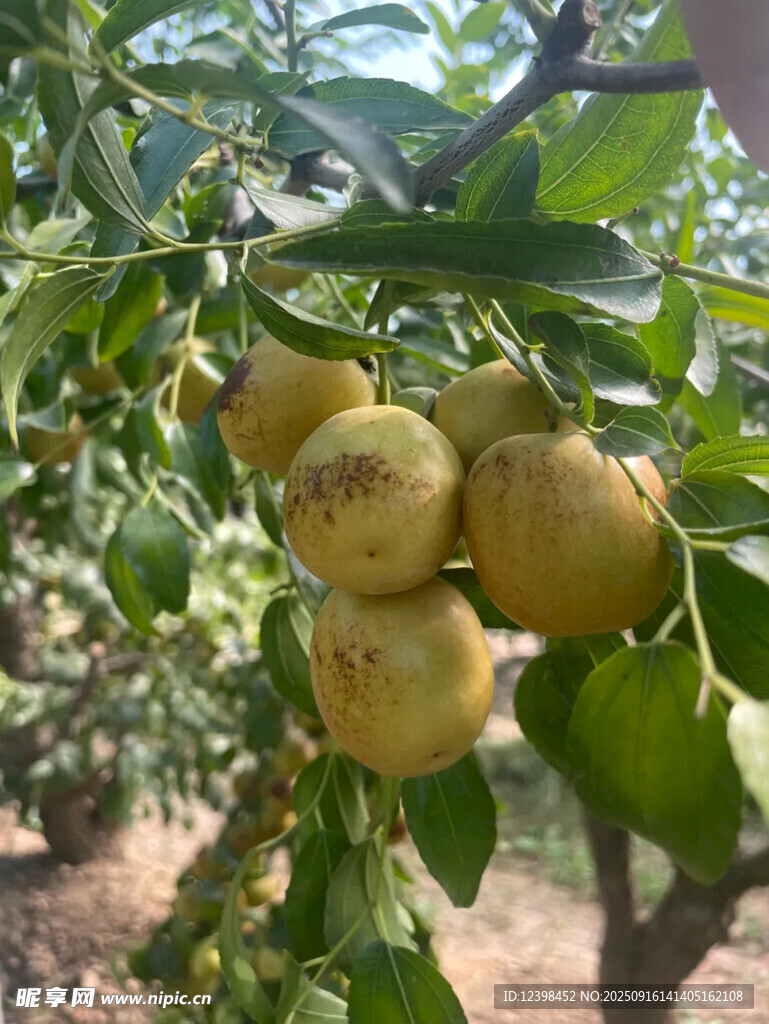 大枣