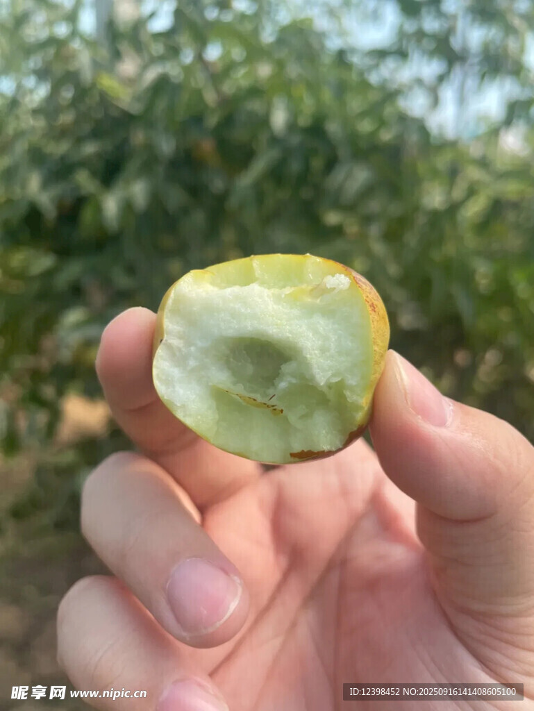 鲜枣