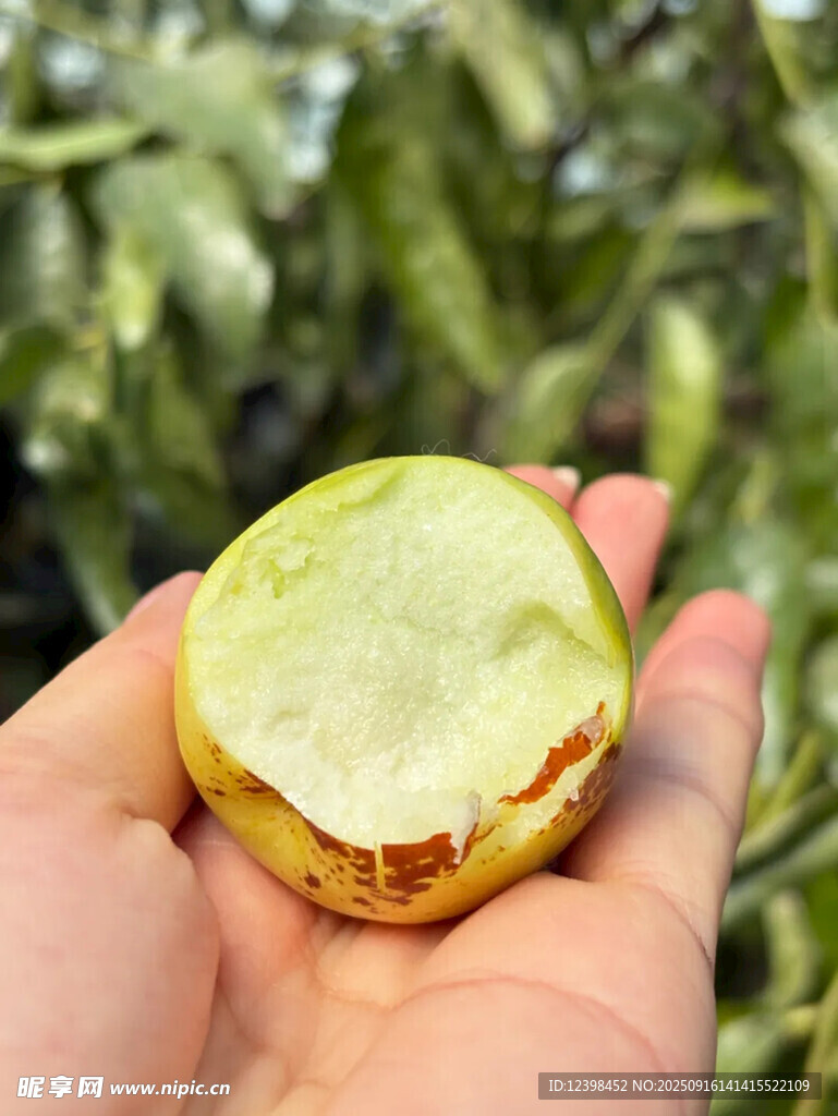 鲜枣