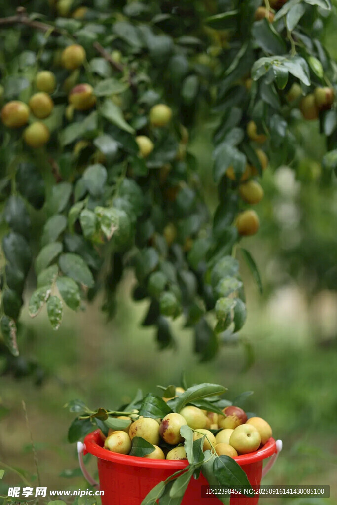 大枣