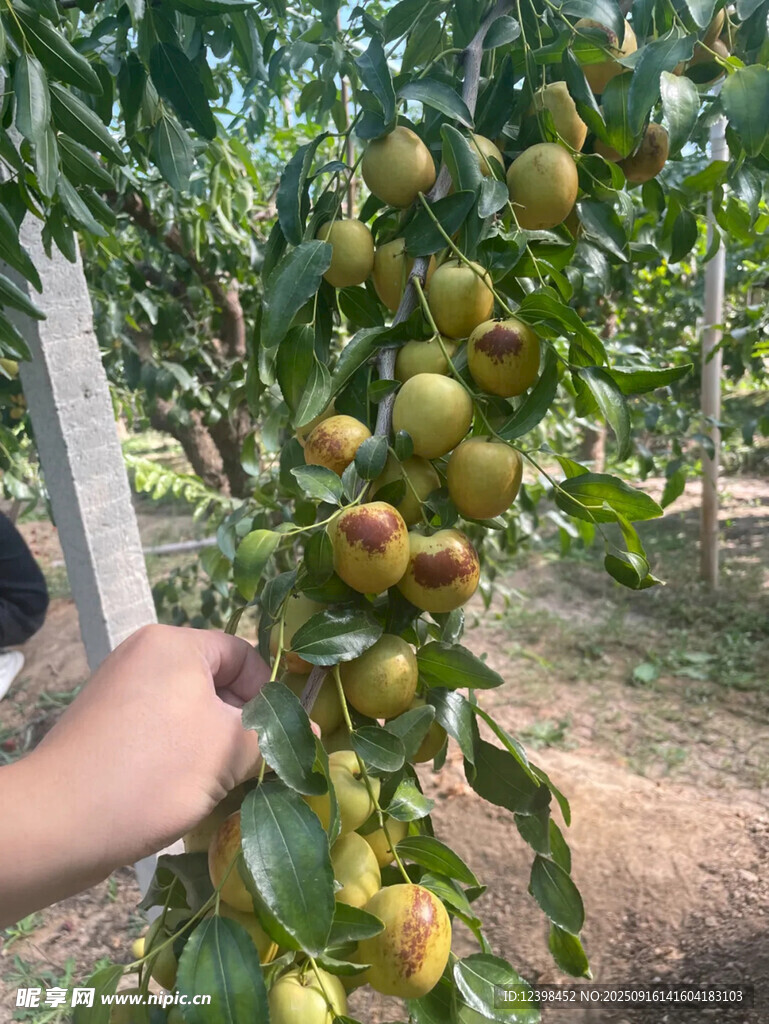 大枣