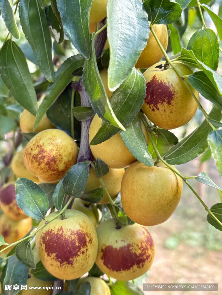 冬枣