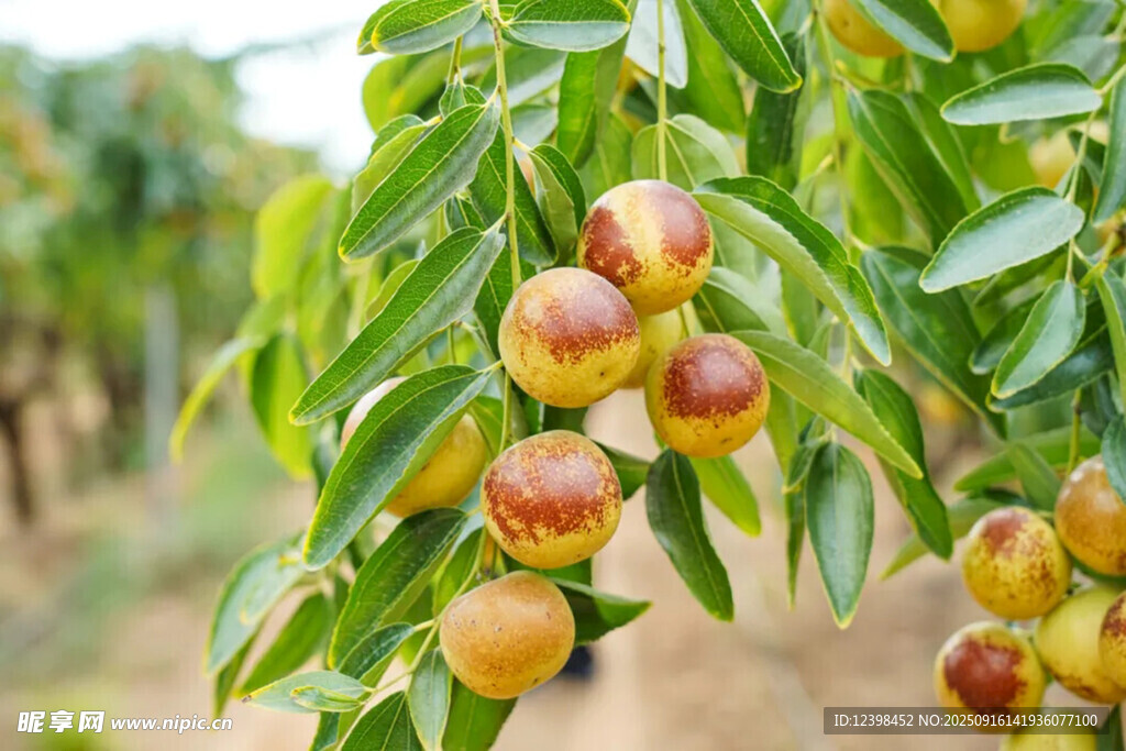 大枣