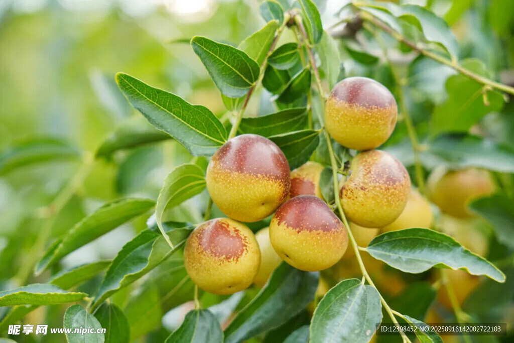 鲜枣