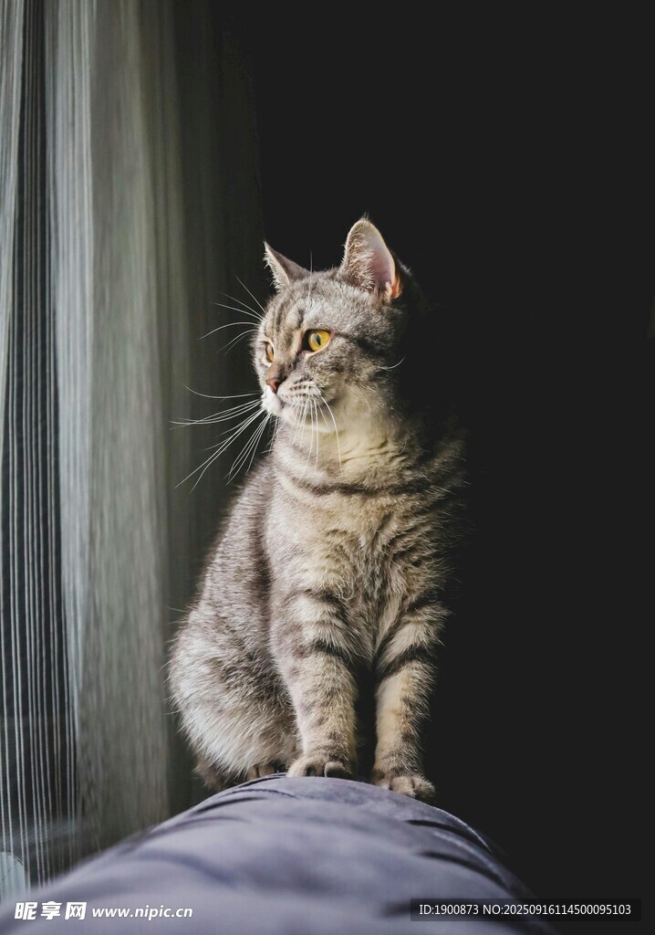 猫