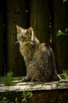 猫咪
