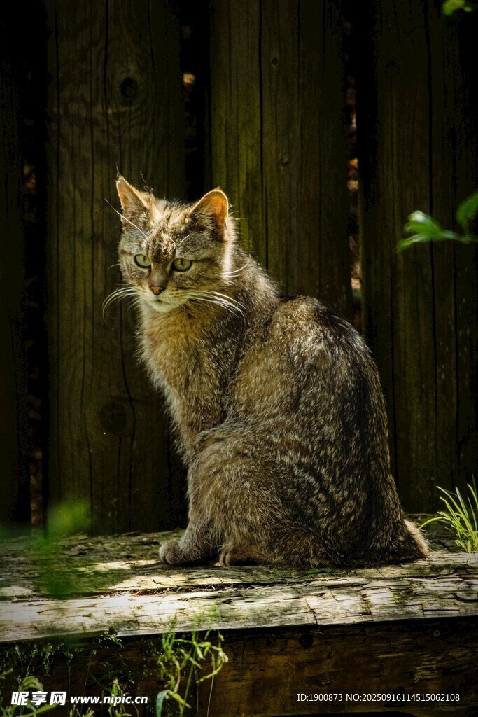 猫咪