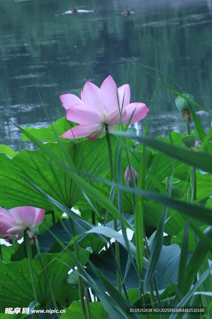 荷花荷叶  