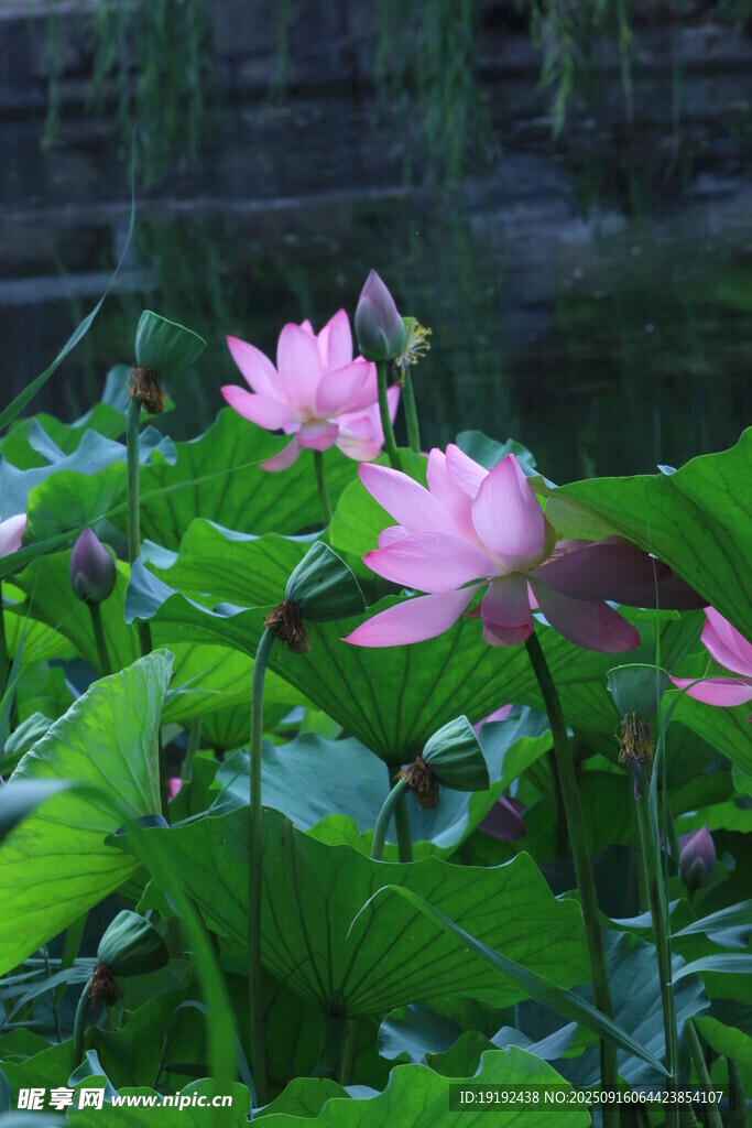 荷花荷叶 