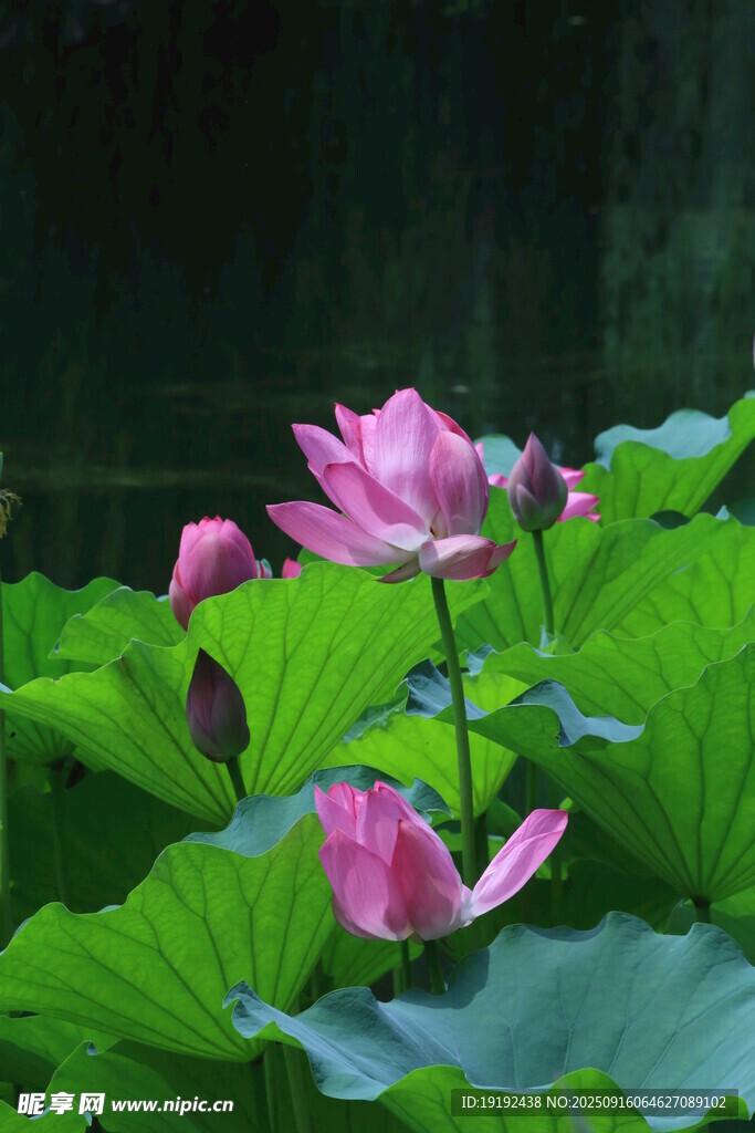 荷花荷叶  