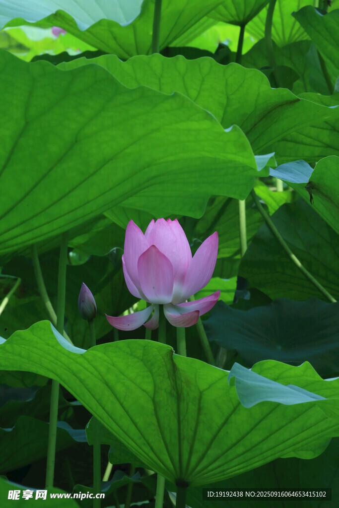 荷花荷叶  