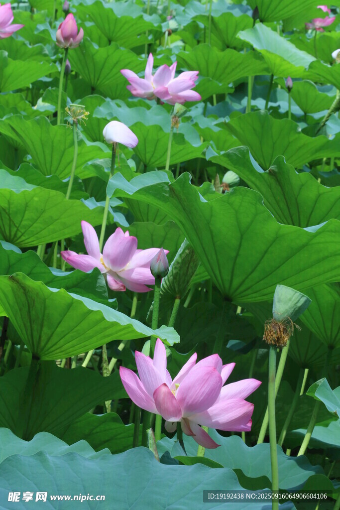 荷花荷叶  