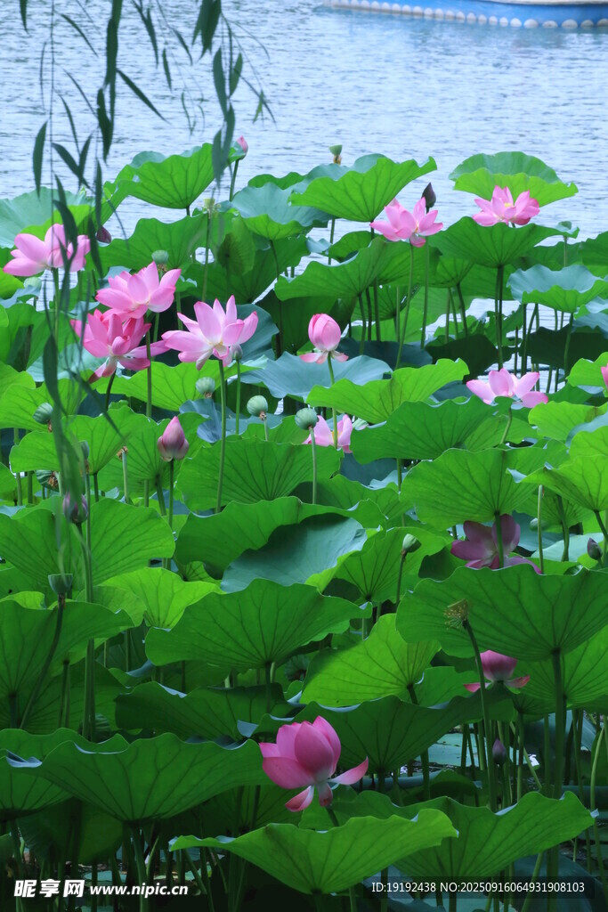 荷花荷叶 