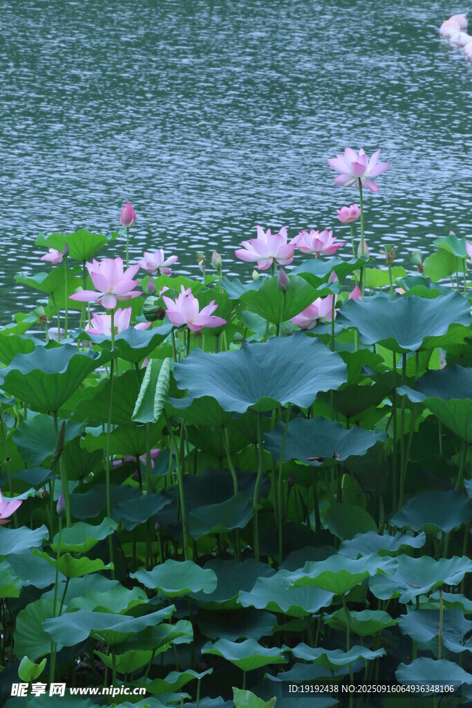 荷花荷叶  
