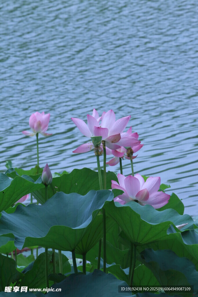 荷花荷叶  
