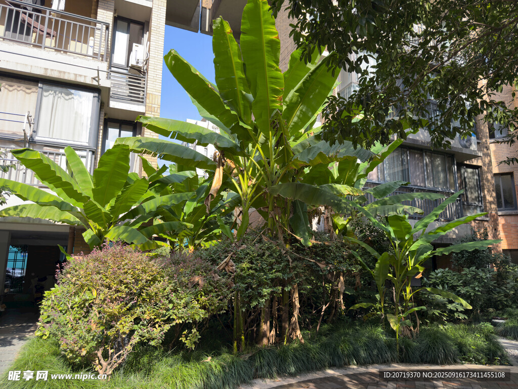 小区里的芭蕉树