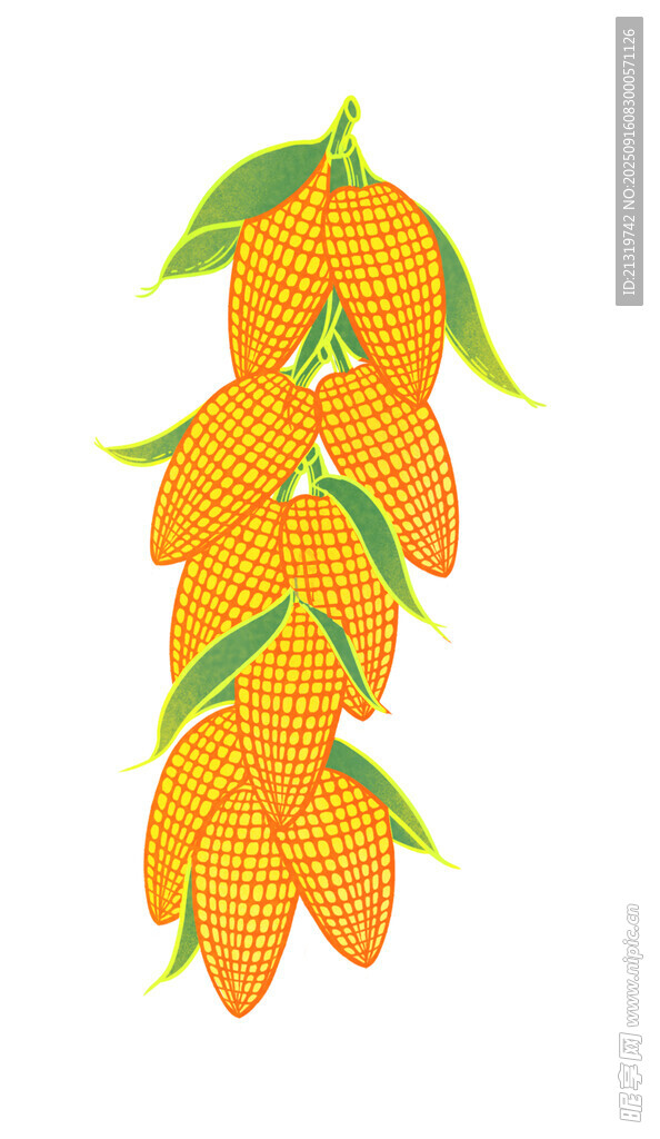 玉米插画元素