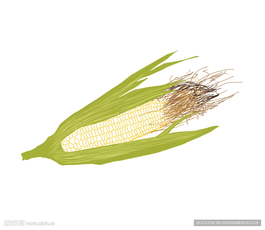 玉米插画素材