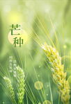 芒种