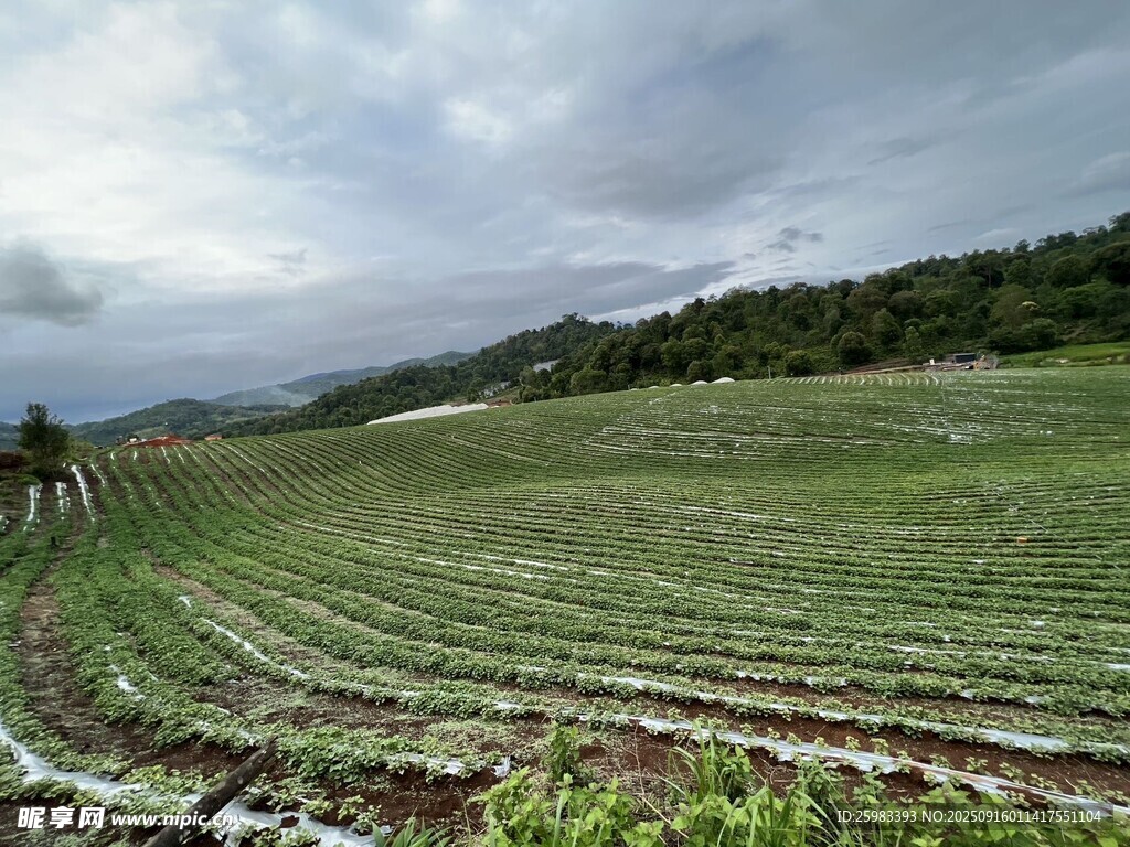 红薯栽培