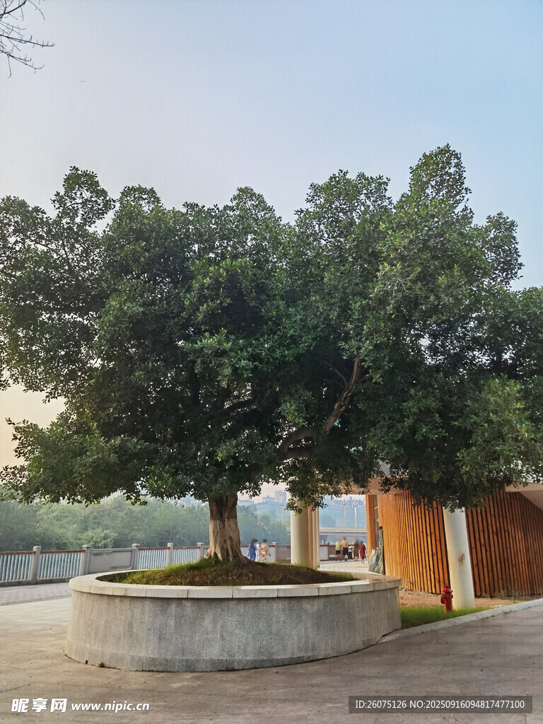 庭院中的葱郁大树景观