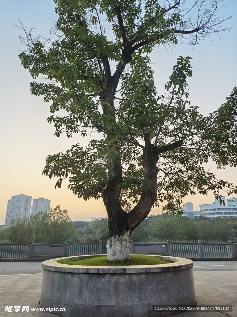 广场孤树映黄昏