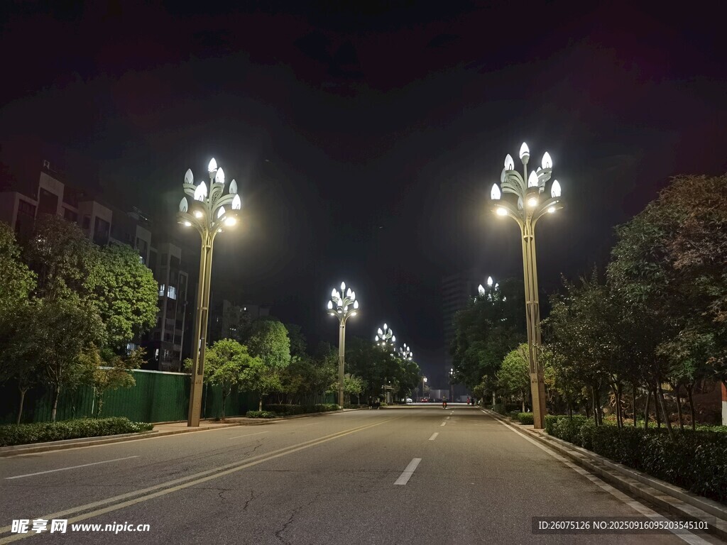 夜晚林荫大道路灯景观
