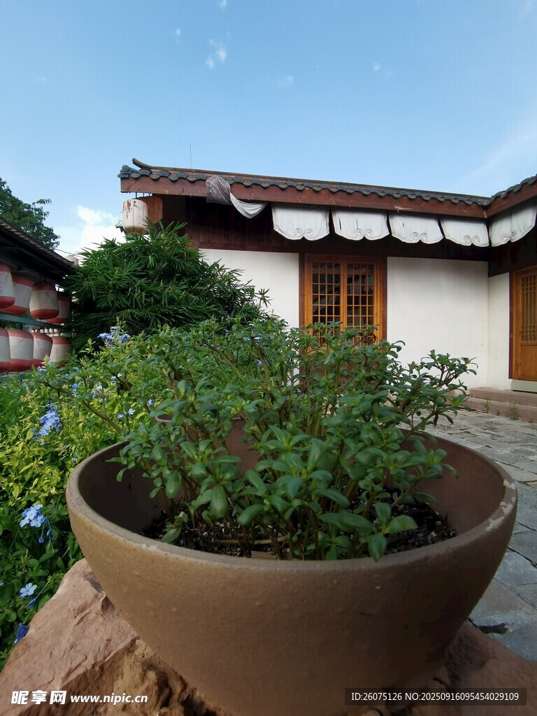 庭院陶盆绿植景致