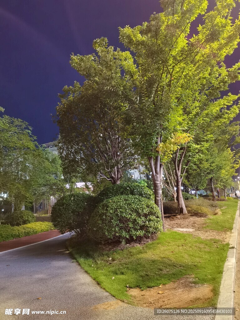 夜晚公园绿意景致