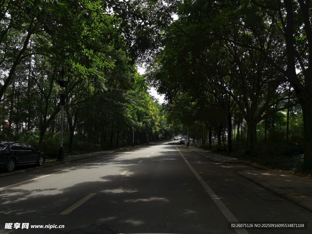 林荫道路静谧自然风光