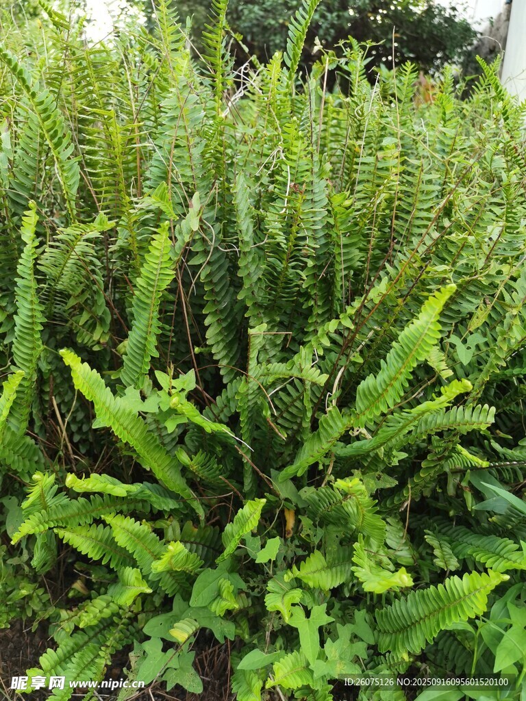 茂盛的绿色蕨类植物
