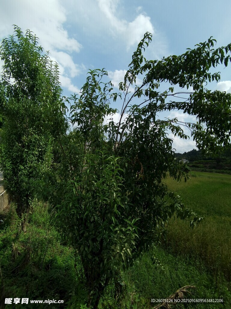 绿意盎然的户外自然景致