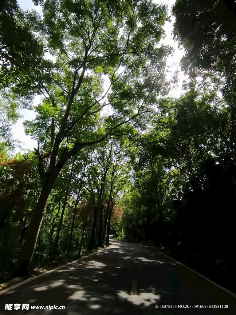 林间阳光洒落的幽静小路