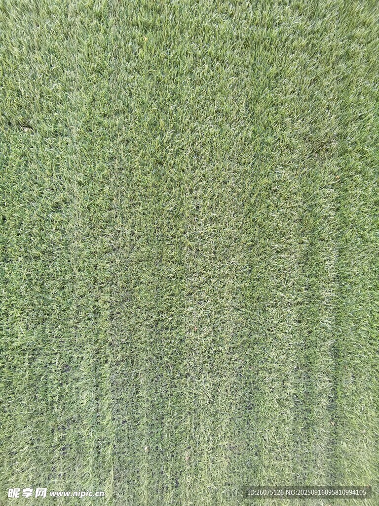 翠绿草地纹理特写