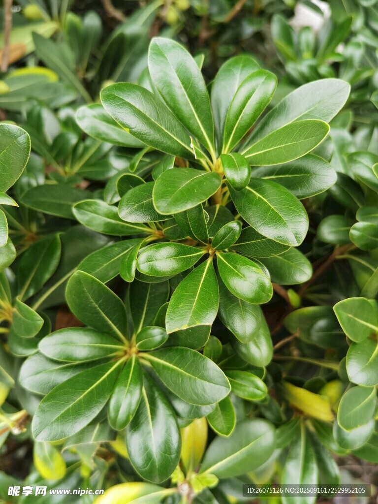 翠绿海桐叶特写