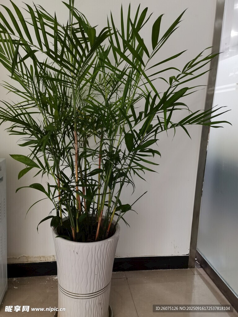 室内绿植盆栽凤尾竹