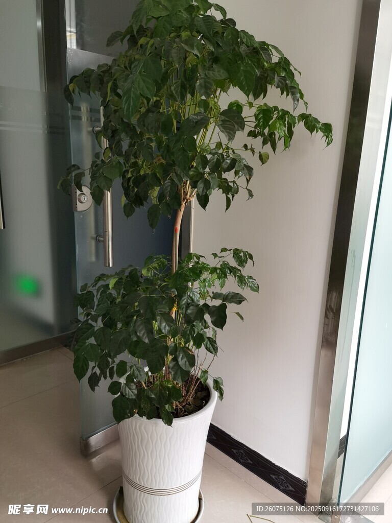 室内绿植盆栽清新自然