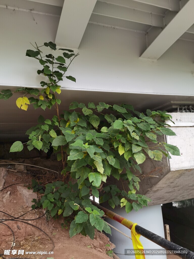 室内悬挂绿植生机勃勃