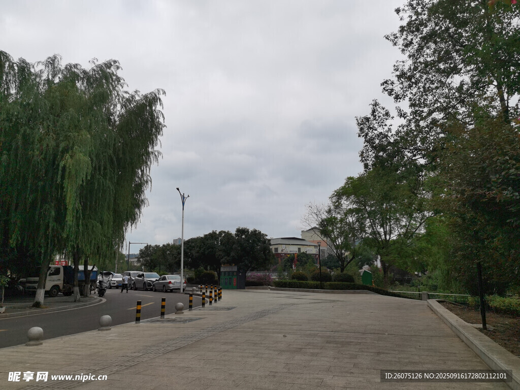 城市道路旁的绿树景观