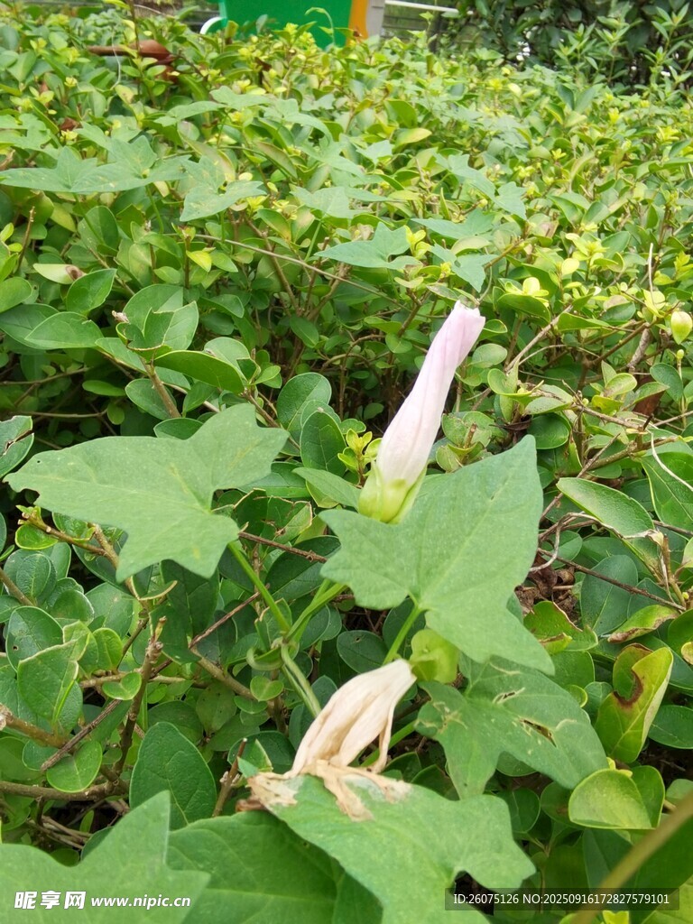 田间盛开的白色秋葵花