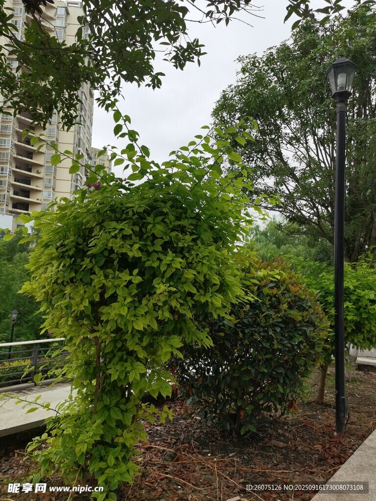 城市中葱郁的绿植景观